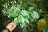  ( - BioBot06334)  @11 [ ] CreativeCommons - Attribution Non-Commercial Share-Alike (2010) Daniel H. Janzen Guanacaste Dry Forest Conservation Fund