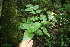  ( - BioBot06335)  @11 [ ] CreativeCommons - Attribution Non-Commercial Share-Alike (2010) Daniel H. Janzen Guanacaste Dry Forest Conservation Fund