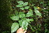  ( - BioBot06335)  @11 [ ] CreativeCommons - Attribution Non-Commercial Share-Alike (2010) Daniel H. Janzen Guanacaste Dry Forest Conservation Fund