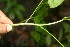  ( - BioBot06335)  @11 [ ] CreativeCommons - Attribution Non-Commercial Share-Alike (2010) Daniel H. Janzen Guanacaste Dry Forest Conservation Fund