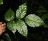  ( - BioBot06335)  @11 [ ] CreativeCommons - Attribution Non-Commercial Share-Alike (2010) Daniel H. Janzen Guanacaste Dry Forest Conservation Fund