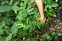  ( - BioBot06336)  @11 [ ] CreativeCommons - Attribution Non-Commercial Share-Alike (2010) Daniel H. Janzen Guanacaste Dry Forest Conservation Fund