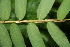  ( - BioBot06336)  @11 [ ] CreativeCommons - Attribution Non-Commercial Share-Alike (2010) Daniel H. Janzen Guanacaste Dry Forest Conservation Fund