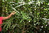  ( - BioBot06346)  @11 [ ] CreativeCommons - Attribution Non-Commercial Share-Alike (2010) Daniel H. Janzen Guanacaste Dry Forest Conservation Fund