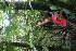  ( - BioBot06348)  @11 [ ] CreativeCommons - Attribution Non-Commercial Share-Alike (2010) Daniel H. Janzen Guanacaste Dry Forest Conservation Fund