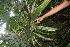  ( - BioBot06348)  @11 [ ] CreativeCommons - Attribution Non-Commercial Share-Alike (2010) Daniel H. Janzen Guanacaste Dry Forest Conservation Fund