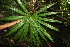  ( - BioBot06348)  @11 [ ] CreativeCommons - Attribution Non-Commercial Share-Alike (2010) Daniel H. Janzen Guanacaste Dry Forest Conservation Fund