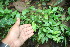  (Araceae Jorge144 - BioBot06358)  @11 [ ] CreativeCommons - Attribution Non-Commercial Share-Alike (2010) Daniel H. Janzen Guanacaste Dry Forest Conservation Fund