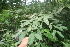  ( - BioBot06367)  @11 [ ] CreativeCommons - Attribution Non-Commercial Share-Alike (2010) Daniel H. Janzen Guanacaste Dry Forest Conservation Fund