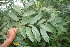  (Cordia bicolor - BioBot06367)  @11 [ ] CreativeCommons - Attribution Non-Commercial Share-Alike (2010) Daniel H. Janzen Guanacaste Dry Forest Conservation Fund