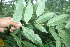  ( - BioBot06367)  @11 [ ] CreativeCommons - Attribution Non-Commercial Share-Alike (2010) Daniel H. Janzen Guanacaste Dry Forest Conservation Fund