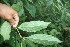  ( - BioBot06367)  @11 [ ] CreativeCommons - Attribution Non-Commercial Share-Alike (2010) Daniel H. Janzen Guanacaste Dry Forest Conservation Fund