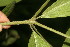  ( - BioBot06367)  @11 [ ] CreativeCommons - Attribution Non-Commercial Share-Alike (2010) Daniel H. Janzen Guanacaste Dry Forest Conservation Fund