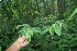  ( - BioBot06368)  @11 [ ] CreativeCommons - Attribution Non-Commercial Share-Alike (2010) Daniel H. Janzen Guanacaste Dry Forest Conservation Fund