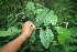  ( - BioBot06368)  @11 [ ] CreativeCommons - Attribution Non-Commercial Share-Alike (2010) Daniel H. Janzen Guanacaste Dry Forest Conservation Fund