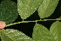  ( - BioBot06368)  @11 [ ] CreativeCommons - Attribution Non-Commercial Share-Alike (2010) Daniel H. Janzen Guanacaste Dry Forest Conservation Fund