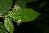  ( - BioBot06368)  @11 [ ] CreativeCommons - Attribution Non-Commercial Share-Alike (2010) Daniel H. Janzen Guanacaste Dry Forest Conservation Fund
