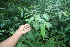  ( - BioBot06369)  @11 [ ] CreativeCommons - Attribution Non-Commercial Share-Alike (2010) Daniel H. Janzen Guanacaste Dry Forest Conservation Fund