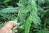  ( - BioBot06369)  @11 [ ] CreativeCommons - Attribution Non-Commercial Share-Alike (2010) Daniel H. Janzen Guanacaste Dry Forest Conservation Fund