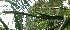  ( - BioBot06373)  @11 [ ] CreativeCommons - Attribution Non-Commercial Share-Alike (2010) Daniel H. Janzen Guanacaste Dry Forest Conservation Fund