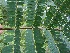  ( - BioBot06373)  @11 [ ] CreativeCommons - Attribution Non-Commercial Share-Alike (2010) Daniel H. Janzen Guanacaste Dry Forest Conservation Fund