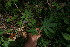  ( - BioBot06376)  @11 [ ] CreativeCommons - Attribution Non-Commercial Share-Alike (2010) Daniel H. Janzen Guanacaste Dry Forest Conservation Fund