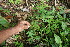  ( - BioBot06376)  @11 [ ] CreativeCommons - Attribution Non-Commercial Share-Alike (2010) Daniel H. Janzen Guanacaste Dry Forest Conservation Fund