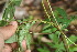  ( - BioBot06376)  @11 [ ] CreativeCommons - Attribution Non-Commercial Share-Alike (2010) Daniel H. Janzen Guanacaste Dry Forest Conservation Fund