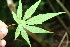  ( - BioBot06376)  @11 [ ] CreativeCommons - Attribution Non-Commercial Share-Alike (2010) Daniel H. Janzen Guanacaste Dry Forest Conservation Fund