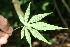  ( - BioBot06376)  @11 [ ] CreativeCommons - Attribution Non-Commercial Share-Alike (2010) Daniel H. Janzen Guanacaste Dry Forest Conservation Fund
