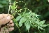  ( - BioBot06377)  @11 [ ] CreativeCommons - Attribution Non-Commercial Share-Alike (2010) Daniel H. Janzen Guanacaste Dry Forest Conservation Fund