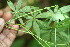 ( - BioBot06378)  @11 [ ] CreativeCommons - Attribution Non-Commercial Share-Alike (2010) Daniel H. Janzen Guanacaste Dry Forest Conservation Fund