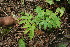  ( - BioBot06378)  @11 [ ] CreativeCommons - Attribution Non-Commercial Share-Alike (2010) Daniel H. Janzen Guanacaste Dry Forest Conservation Fund