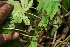  ( - BioBot06378)  @11 [ ] CreativeCommons - Attribution Non-Commercial Share-Alike (2010) Daniel H. Janzen Guanacaste Dry Forest Conservation Fund