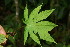  ( - BioBot06378)  @11 [ ] CreativeCommons - Attribution Non-Commercial Share-Alike (2010) Daniel H. Janzen Guanacaste Dry Forest Conservation Fund