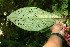  ( - BioBot06685)  @11 [ ] CreativeCommons - Attribution Non-Commercial Share-Alike (2010) Daniel H. Janzen Guanacaste Dry Forest Conservation Fund