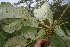  ( - BioBot06691)  @11 [ ] CreativeCommons - Attribution Non-Commercial Share-Alike (2010) Daniel H. Janzen Guanacaste Dry Forest Conservation Fund