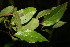  ( - BioBot06693)  @11 [ ] CreativeCommons - Attribution Non-Commercial Share-Alike (2010) Daniel H. Janzen Guanacaste Dry Forest Conservation Fund