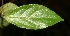  ( - BioBot06693)  @11 [ ] CreativeCommons - Attribution Non-Commercial Share-Alike (2010) Daniel H. Janzen Guanacaste Dry Forest Conservation Fund