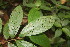  ( - BioBot06705)  @11 [ ] CreativeCommons - Attribution Non-Commercial Share-Alike (2010) Daniel H. Janzen Guanacaste Dry Forest Conservation Fund