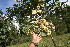  (Dendropanax Jorge209 - BioBot06726)  @11 [ ] CreativeCommons - Attribution Non-Commercial Share-Alike (2010) Daniel H. Janzen Guanacaste Dry Forest Conservation Fund