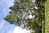  ( - BioBot06727)  @11 [ ] CreativeCommons - Attribution Non-Commercial Share-Alike (2010) Daniel H. Janzen Guanacaste Dry Forest Conservation Fund