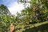  ( - BioBot06727)  @11 [ ] CreativeCommons - Attribution Non-Commercial Share-Alike (2010) Daniel H. Janzen Guanacaste Dry Forest Conservation Fund