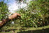  ( - BioBot06727)  @11 [ ] CreativeCommons - Attribution Non-Commercial Share-Alike (2010) Daniel H. Janzen Guanacaste Dry Forest Conservation Fund