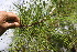 ( - BioBot06727)  @11 [ ] CreativeCommons - Attribution Non-Commercial Share-Alike (2010) Daniel H. Janzen Guanacaste Dry Forest Conservation Fund