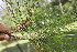  ( - BioBot06727)  @11 [ ] CreativeCommons - Attribution Non-Commercial Share-Alike (2010) Daniel H. Janzen Guanacaste Dry Forest Conservation Fund