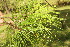  ( - BioBot06727)  @11 [ ] CreativeCommons - Attribution Non-Commercial Share-Alike (2010) Daniel H. Janzen Guanacaste Dry Forest Conservation Fund