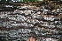  ( - BioBot06727)  @12 [ ] CreativeCommons - Attribution Non-Commercial Share-Alike (2010) Daniel H. Janzen Guanacaste Dry Forest Conservation Fund