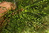  ( - BioBot06727)  @13 [ ] CreativeCommons - Attribution Non-Commercial Share-Alike (2010) Daniel H. Janzen Guanacaste Dry Forest Conservation Fund
