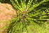  ( - BioBot06727)  @13 [ ] CreativeCommons - Attribution Non-Commercial Share-Alike (2010) Daniel H. Janzen Guanacaste Dry Forest Conservation Fund